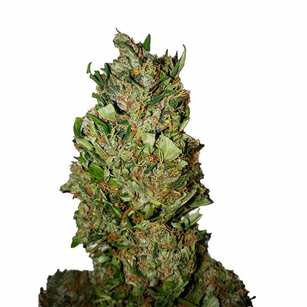 Cannatonic CBD+ > CBD+ Buds | CBD cannabis seeds  |  Hybrid